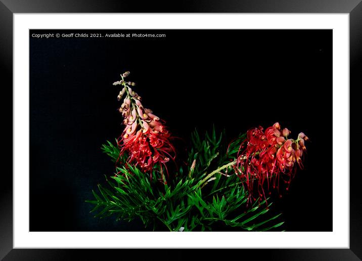 Two colourful Red Grevillea blooms up close isolat Framed Mounted Print by Geoff Childs