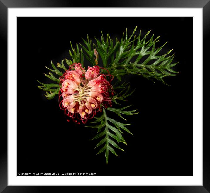 A single colourful Red Grevillea blooms up close v Framed Mounted Print by Geoff Childs