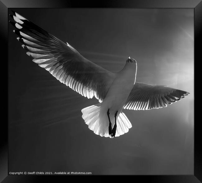 Beautiful healthy Australian white Seagull, Silver Gull, flying  Framed Print by Geoff Childs
