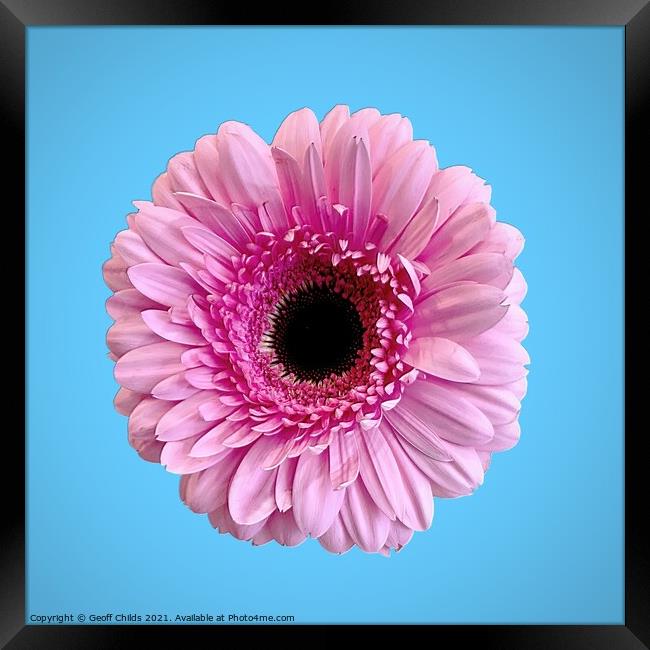 Pretty Pink Gerbera Daisy isolated on blue. Framed Print by Geoff Childs