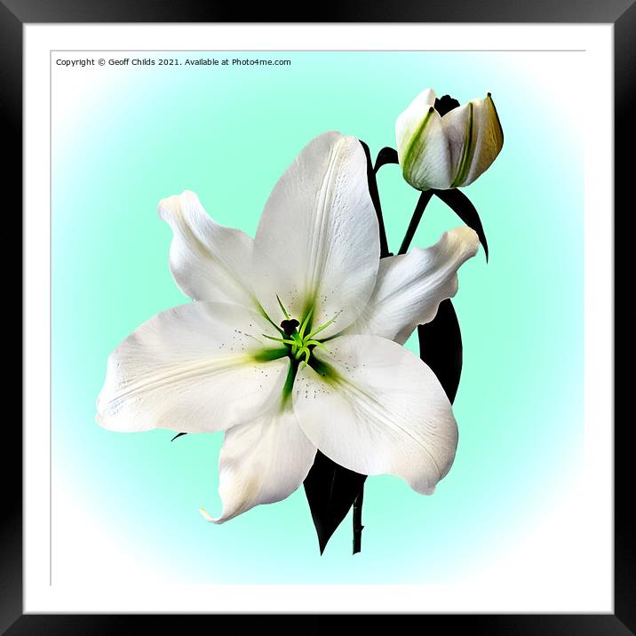 The beautiful magestic White Madonna Lily. Framed Mounted Print by Geoff Childs