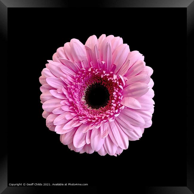 Pretty Pink Gerbera Daisy on black. Framed Print by Geoff Childs