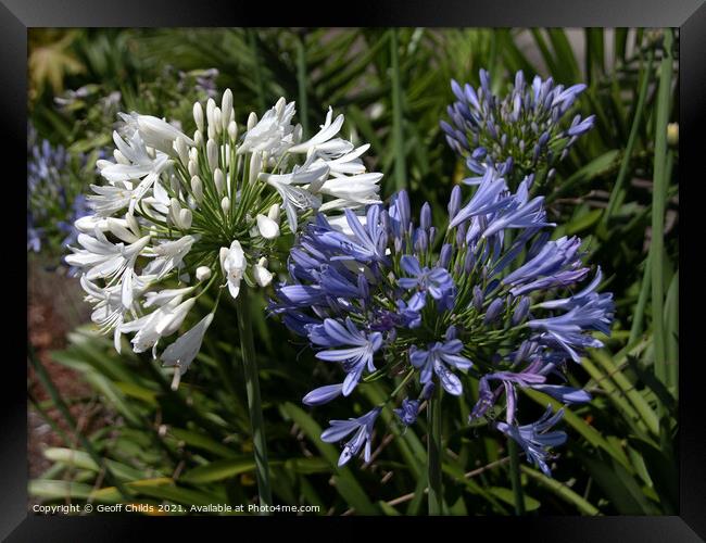 White and lavender Agapanthus Blossoms. Framed Print by Geoff Childs