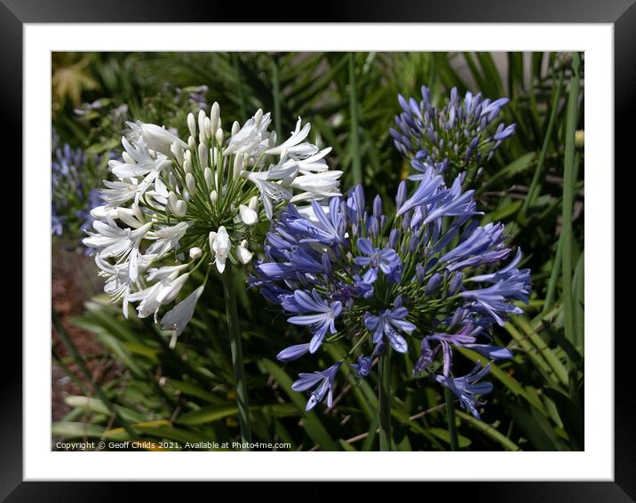 White and lavender Agapanthus Blossoms. Framed Mounted Print by Geoff Childs