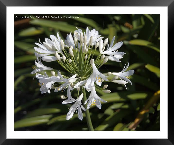 White Agapanthus Blossom in a Garden  Framed Mounted Print by Geoff Childs