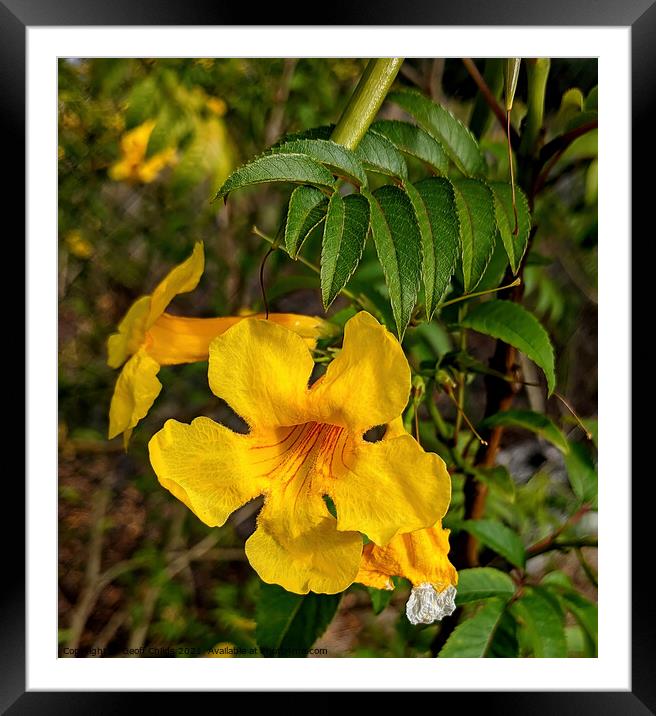 Yellow Bells Bush flower blooms. Framed Mounted Print by Geoff Childs