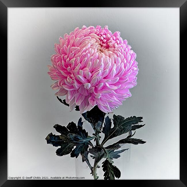 Pretty  Pink Chrysanthemum Flower. Framed Print by Geoff Childs