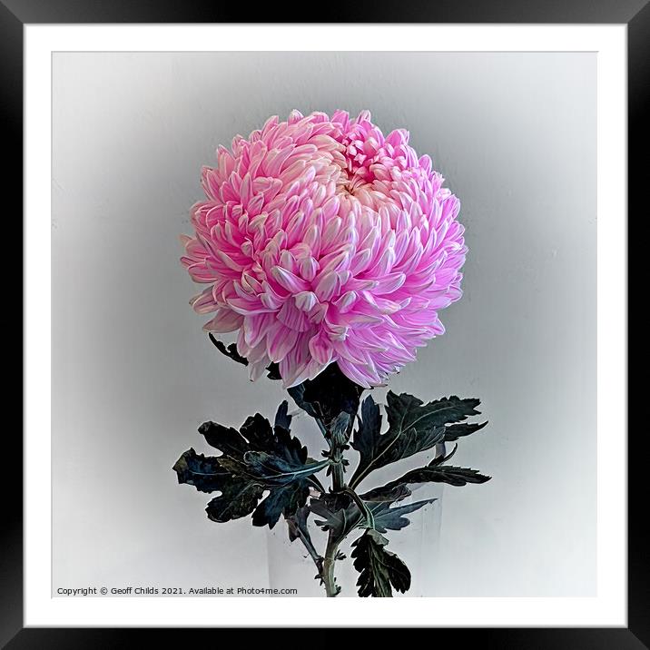 Pretty  Pink Chrysanthemum Flower. Framed Mounted Print by Geoff Childs
