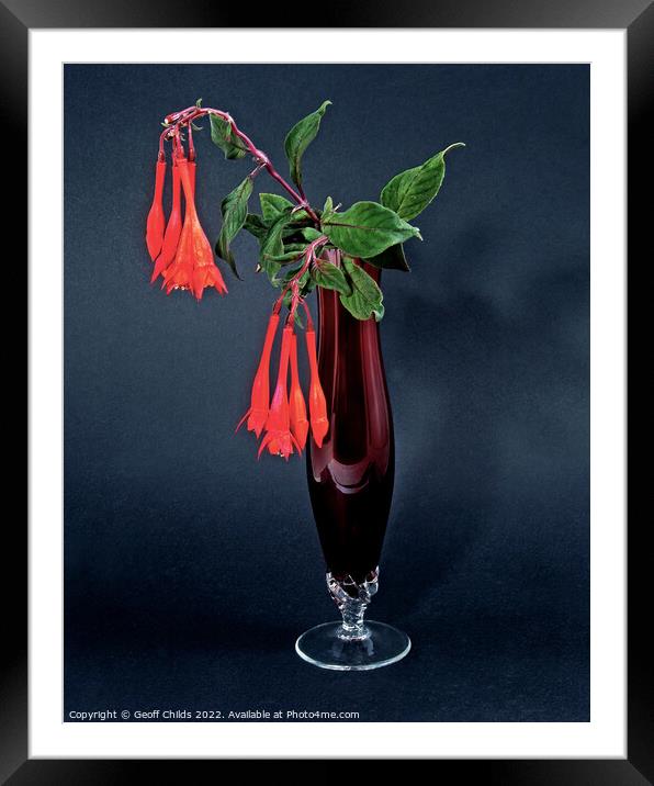  Red Fuchsia, onagraceae, flower in a red glass vase isolated. Framed Mounted Print by Geoff Childs