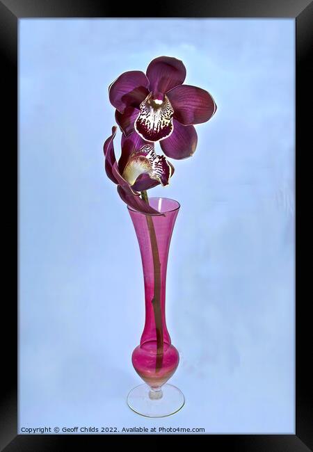  Purple Cymbidium Orchids (Boat Orchids) closeup in a vase. Framed Print by Geoff Childs