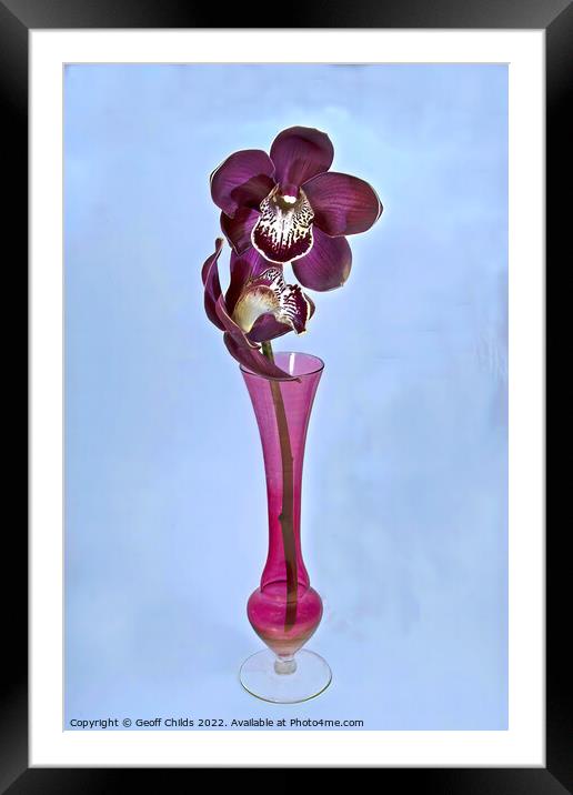  Purple Cymbidium Orchids (Boat Orchids) closeup in a vase. Framed Mounted Print by Geoff Childs