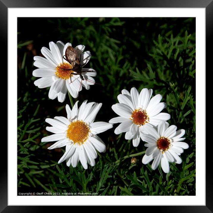  Boston Daisy flowers closeup in a garden setting.  Framed Mounted Print by Geoff Childs
