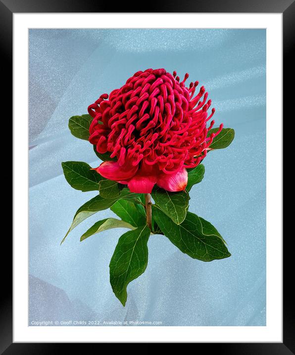 Red Waratah flower closeup isolated on light blue. Framed Mounted Print by Geoff Childs
