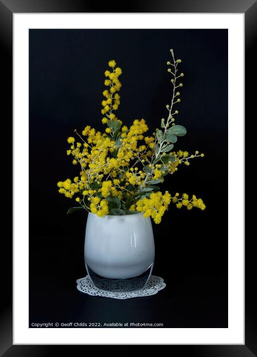 Wattle blossoms in a white glass vase on black. Wattle Day image Framed Mounted Print by Geoff Childs