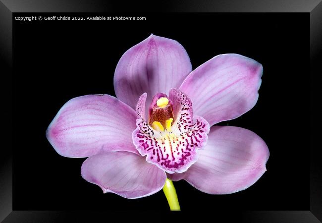 Pretty pink Cymbidium Orchid isolated on black. Framed Print by Geoff Childs