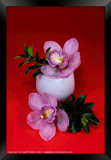 Pink Cymbidium orchid flower in a white glass vase isolated on r Framed Print by Geoff Childs