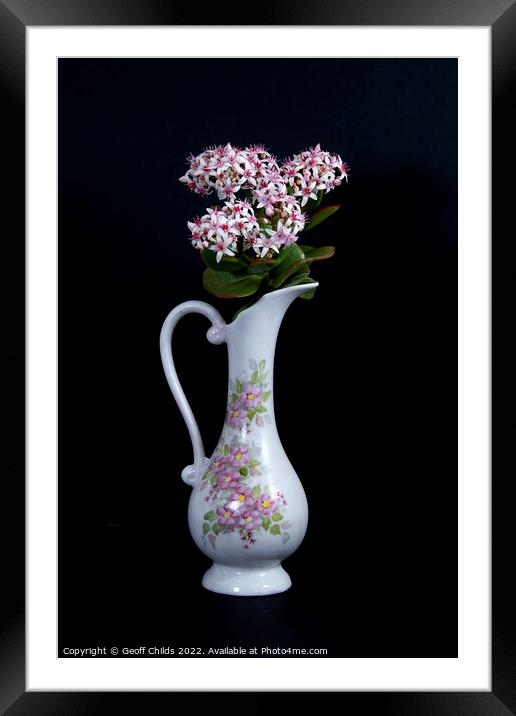  Jade Plant flowers in a vase on a black background.  Framed Mounted Print by Geoff Childs