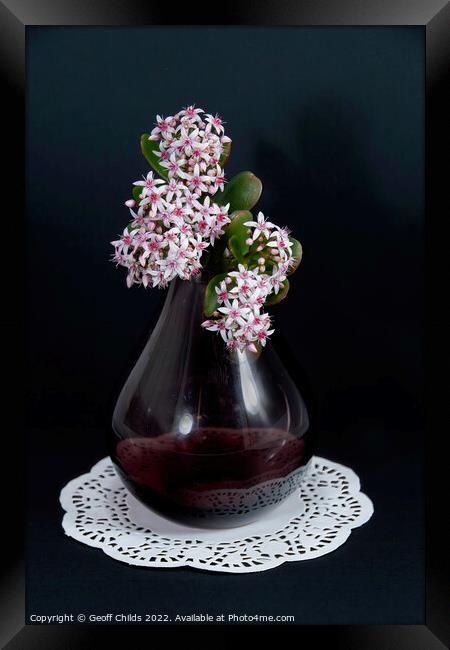 Jade Plant blossoms in a glass vase isolated on a black backgrou Framed Print by Geoff Childs