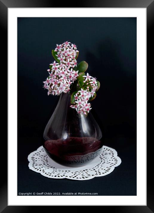 Jade Plant blossoms in a glass vase isolated on a black backgrou Framed Mounted Print by Geoff Childs