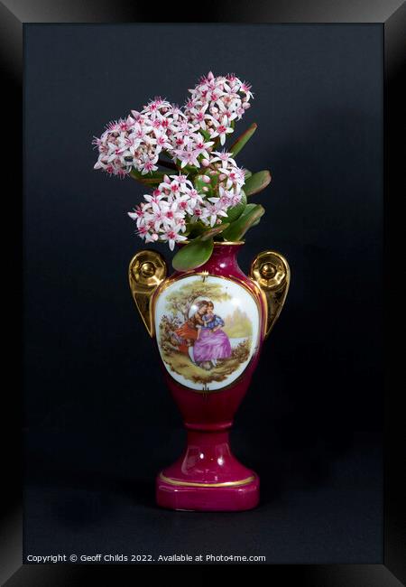 Jade Plant blossoms in a vase isolated on a black. Framed Print by Geoff Childs