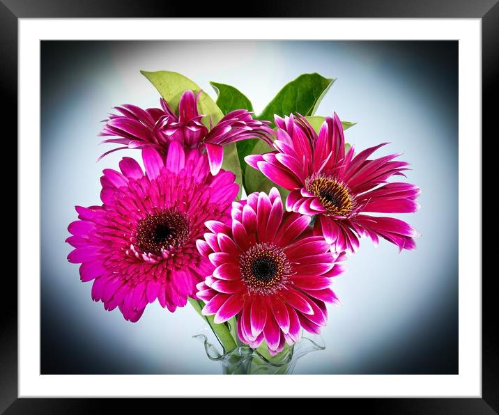 Pretty Gerbera Daisies (viridifolia)  flowers isolated  Framed Mounted Print by Geoff Childs