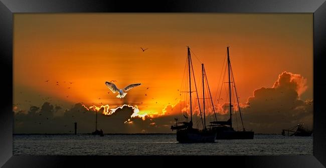 Seagull & Yacht Silhouette at Dawn. Framed Print by Geoff Childs