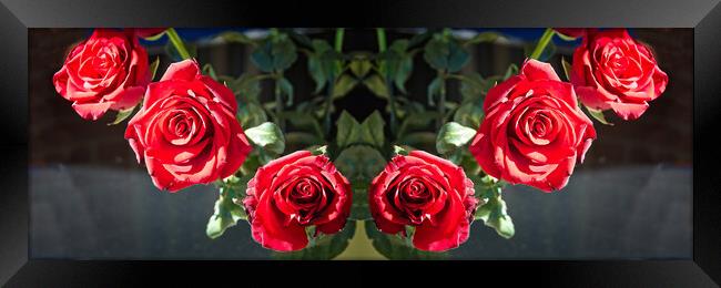 Six Pretty red Roses flower indoors display on a dark background  Framed Print by Geoff Childs