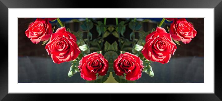 Six Pretty red Roses flower indoors display on a dark background  Framed Mounted Print by Geoff Childs