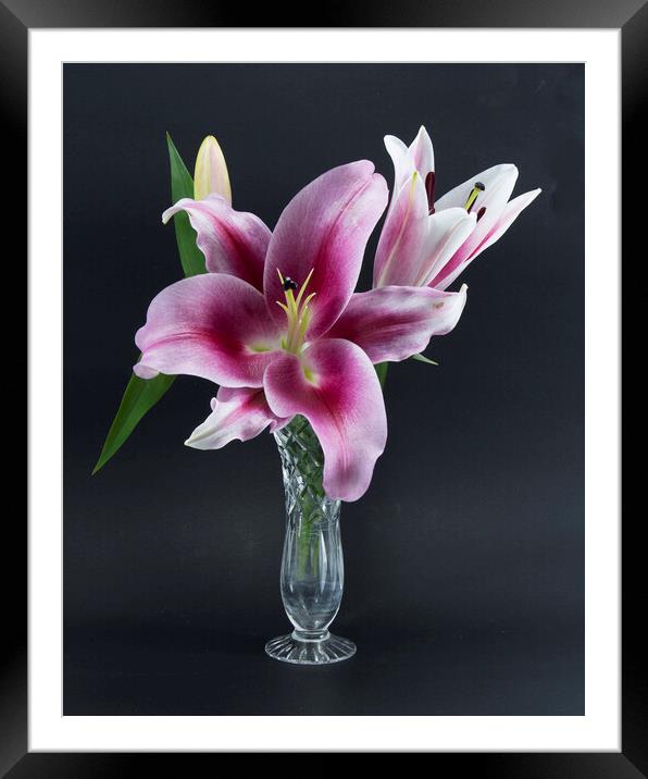 Isolated Oriental Trumpet Lily  Framed Mounted Print by Geoff Childs