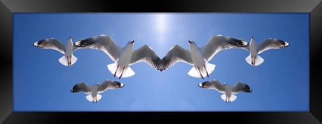Seagulls Flying Overhead in Blue Sky. Framed Print by Geoff Childs