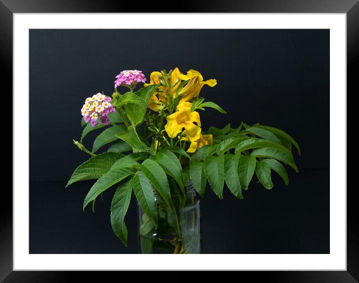 Lantana and yellow Trumpet flowers. Framed Mounted Print by Geoff Childs