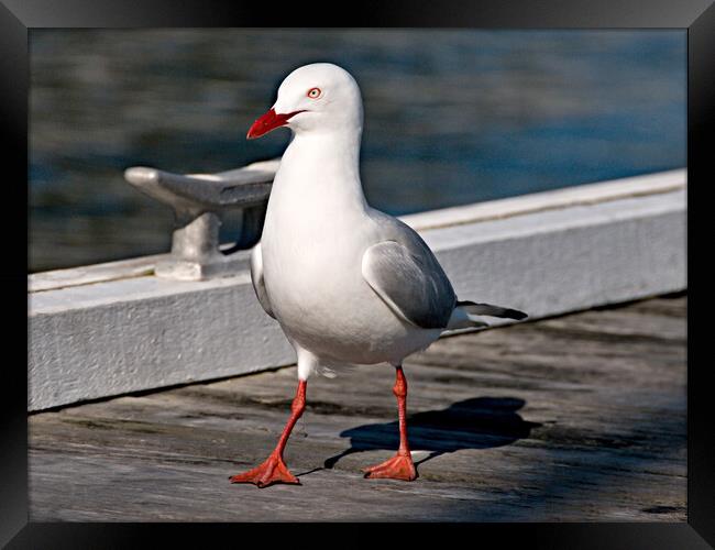 Seagul on a timber marina dock. Framed Print by Geoff Childs