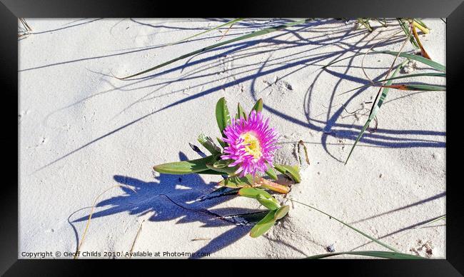 Fraser Island pink beach flower. Framed Print by Geoff Childs