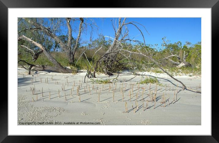 Fraser Island, Mangrove shoots on sandy beach. Framed Mounted Print by Geoff Childs