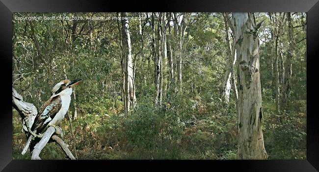 Kookaburra Amongst the Gum Trees.  Framed Print by Geoff Childs