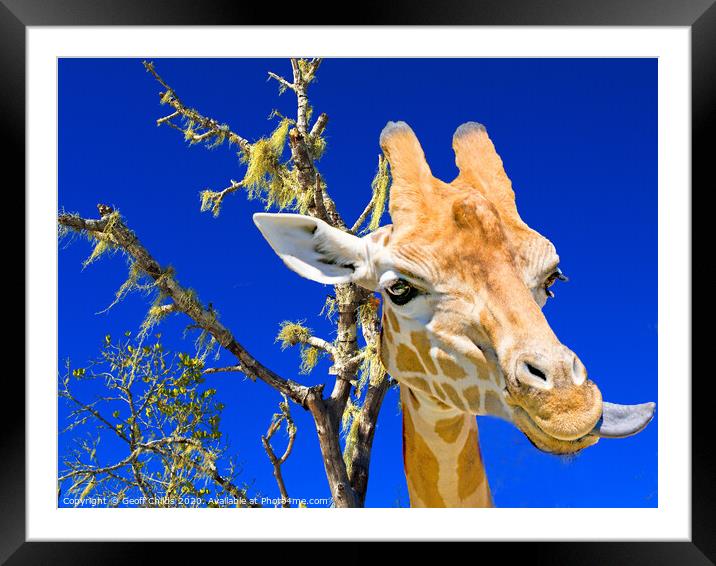 Colourful Giraffe portrait, blue sky backdrop. Framed Mounted Print by Geoff Childs