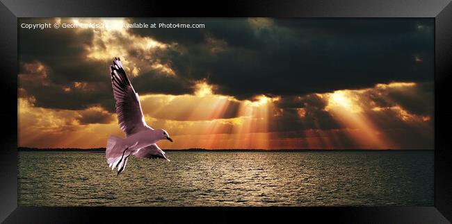 Silver Gull and Golden Sunbeams. Framed Print by Geoff Childs