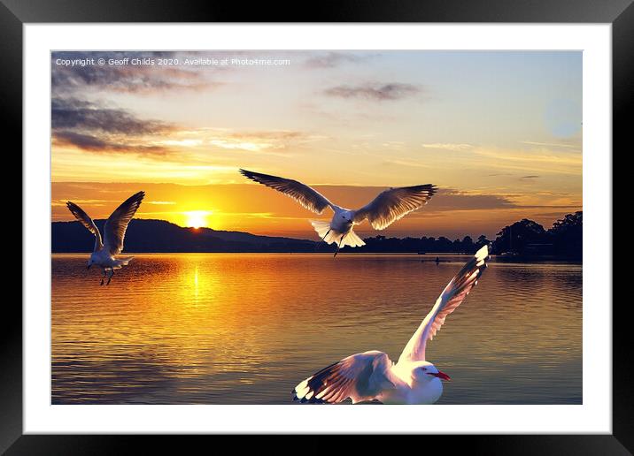 Seagulls in a golden sunrise waterscape. Framed Mounted Print by Geoff Childs