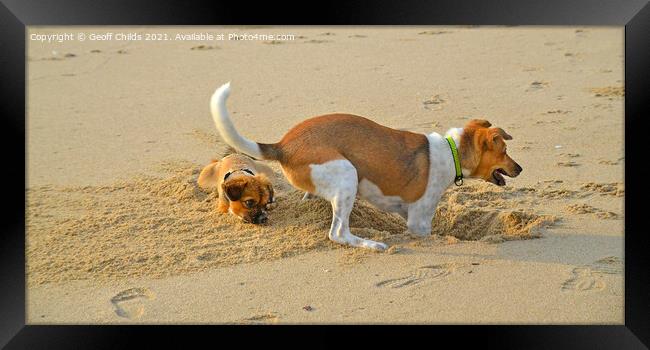 Atractive dogs playing on sandy beach. Framed Print by Geoff Childs