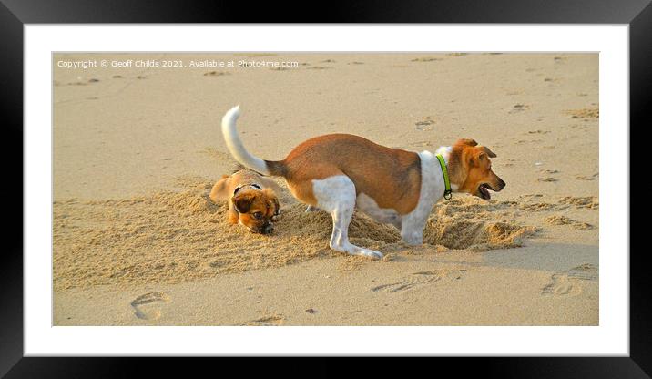 Atractive dogs playing on sandy beach. Framed Mounted Print by Geoff Childs