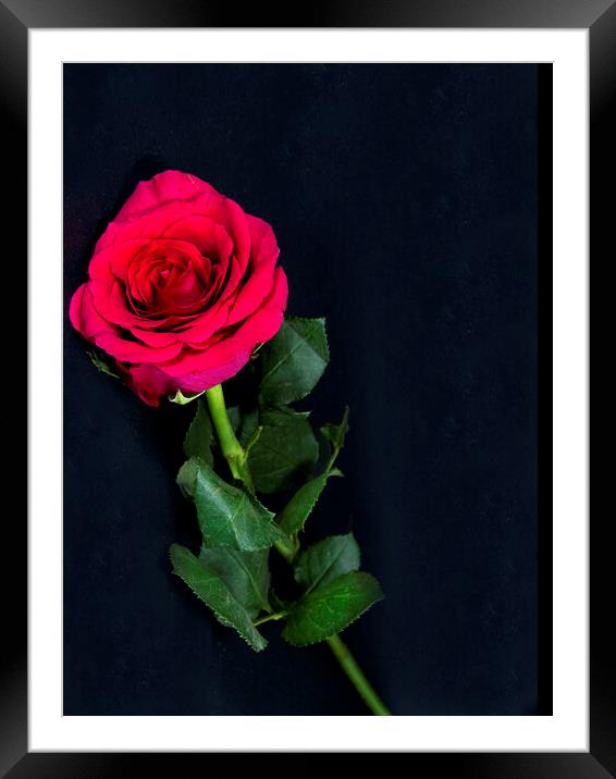 Red Rose flower on black. Framed Mounted Print by Geoff Childs