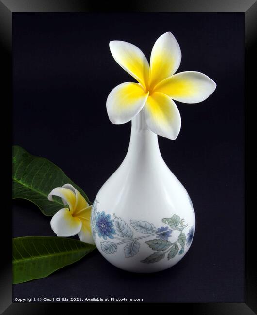 Colourful Frangipani in decorative vase.  Framed Print by Geoff Childs