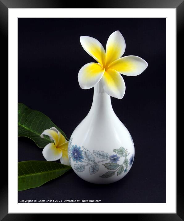 Colourful Frangipani in decorative vase.  Framed Mounted Print by Geoff Childs