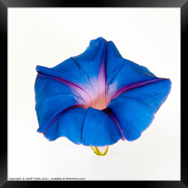 Purple Morning Glory, climbing flower.  Framed Print by Geoff Childs
