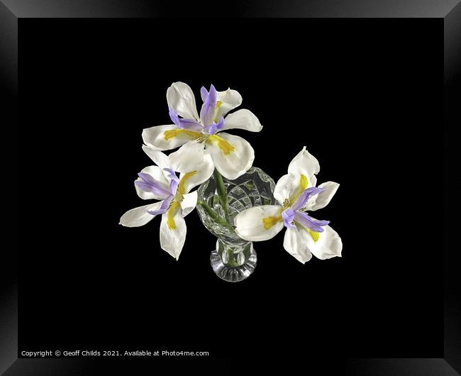 Three isolated Wild Iris flowers closeup. Framed Print by Geoff Childs