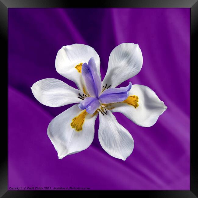  Wild Iris flower isolated on purple. Framed Print by Geoff Childs