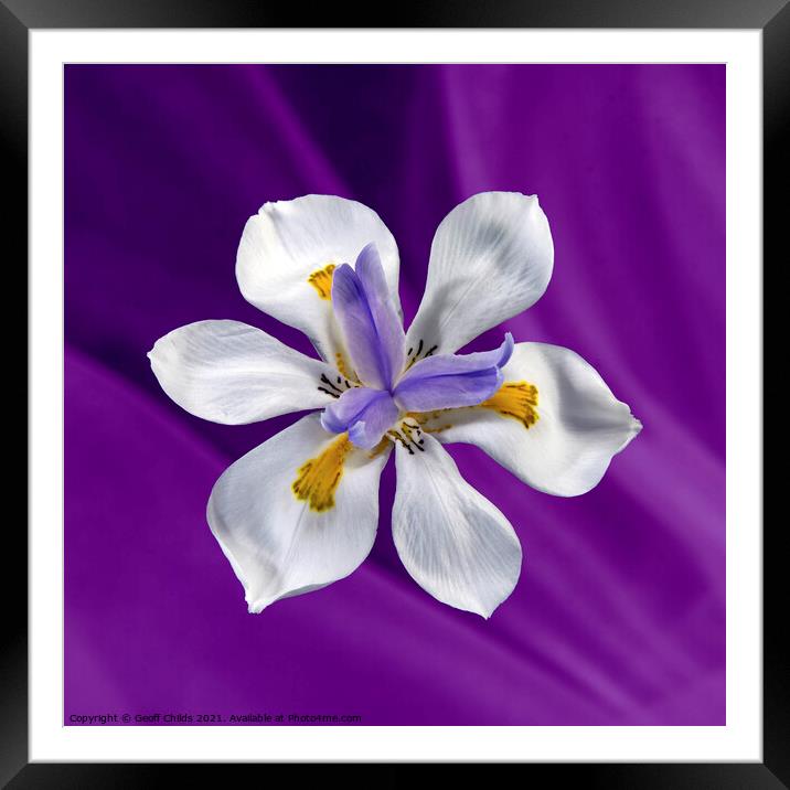  Wild Iris flower isolated on purple. Framed Mounted Print by Geoff Childs