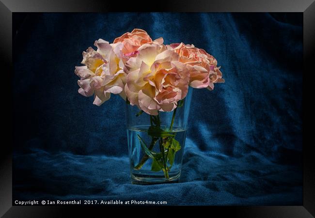 Roses from the Garden Framed Print by Ian Rosenthal