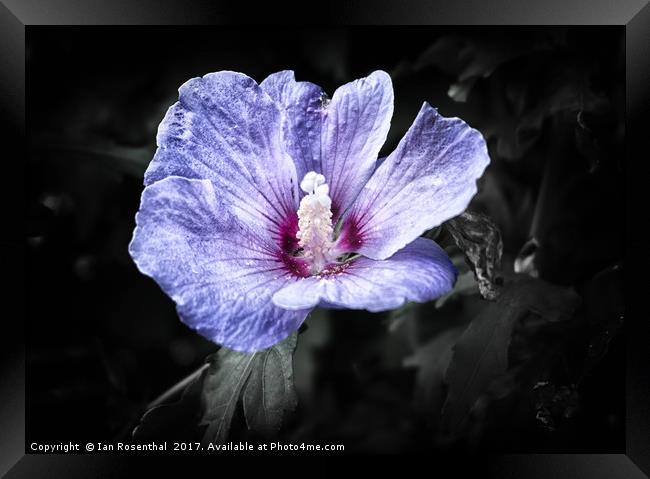 Lavatera in Bryant Street Framed Print by Ian Rosenthal