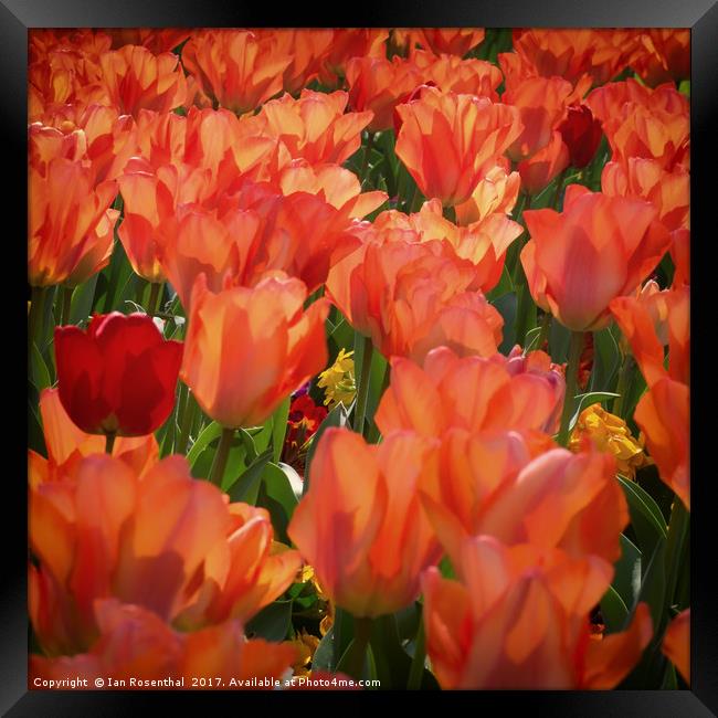 Tulips in Paddington Street Gardens Framed Print by Ian Rosenthal